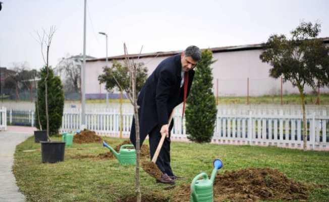 Herkes dalından yesin diye yüzlerce kiraz ve vişne ekildi
