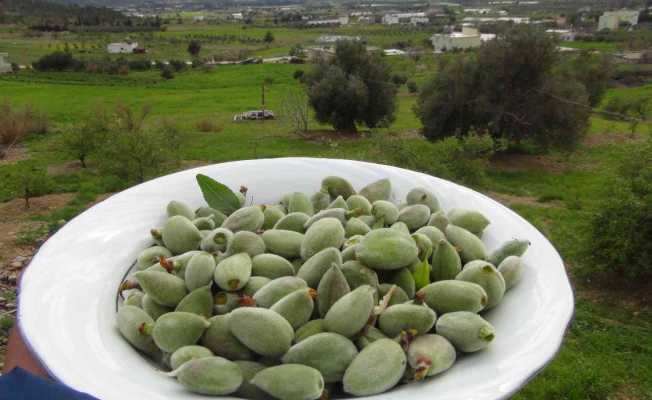 Mersinde yangın bölgesinde çağla hasadı