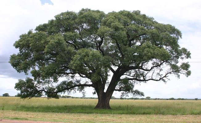 Marula Ağacı